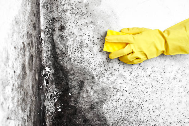 Best Black Mold Remediation in Creswell, OR